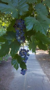 Beatiful grapes as shared by Pseudomyxoma Survivor Karen